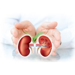 Neeri KFT Aimil - Ayurvedic multi-herbal product, helps to regenerate the kidney