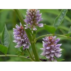 Yashtimadhu (500 mg.) Sri Sri Tattva - hilft bei Übersäuerung, reduziert die Magensäuresekretion